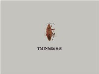 藏品(暗斑大棉紅椿象)的圖片